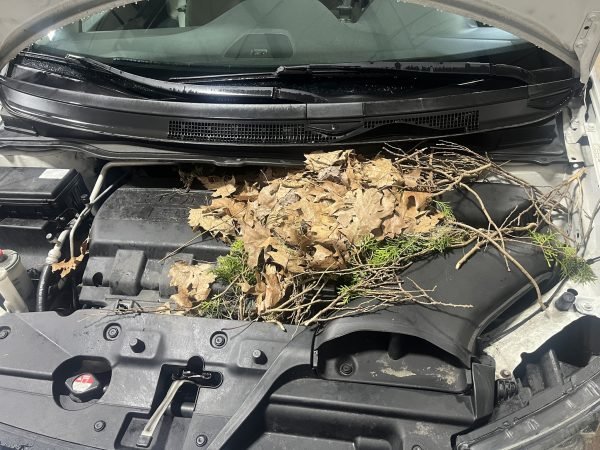 car nest